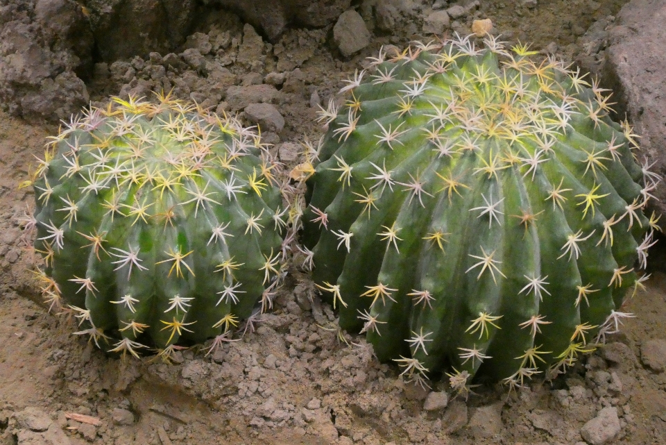 Cactus
 épines
 succulentes
 serre