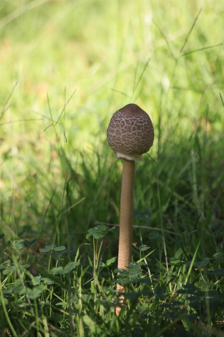 Champignon jardin le marais
 ombre