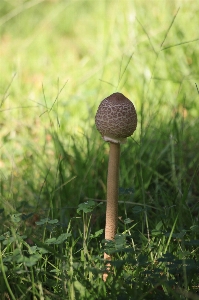 Foto Fungo giardino palude
 ombra