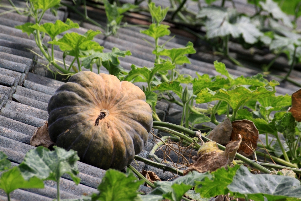 Calabaza techo vieja
 ámbar
