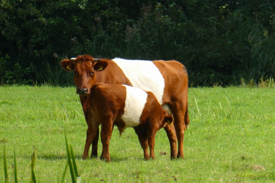 Vache veau en buvant pâturage
