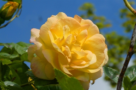 Foto Amarelo rosa florescer rosas