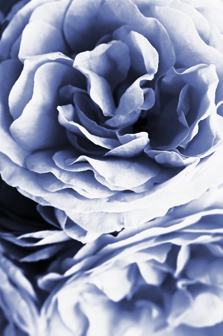 Blue roses fine art rose