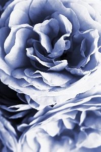 Blue roses fine art rose Photo