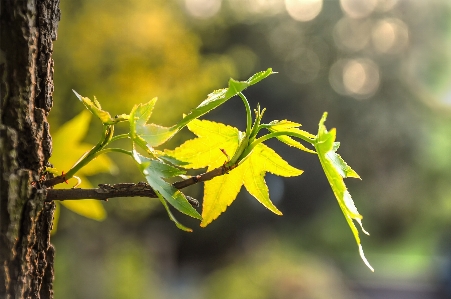 Foto Naturale foglia giallo albero