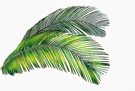 Tropical green two palm Photo