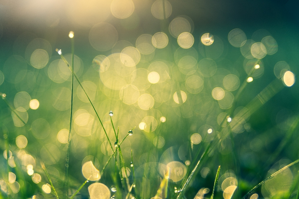 Meadow bokeh nature dew