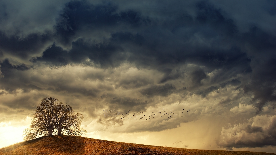 Tree weather birds clouds