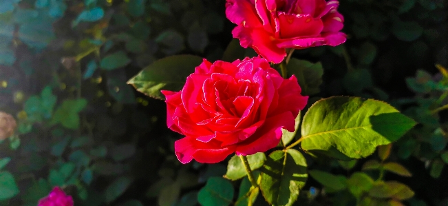 Blume morgen china chinarose
 Foto