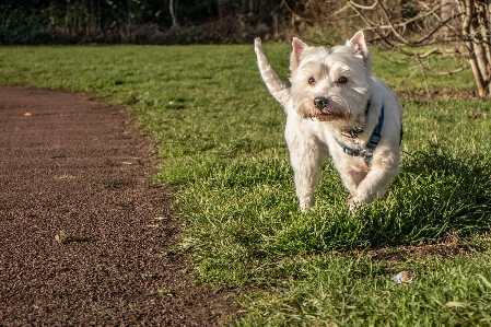 Foto Westie
 shii tzu
 cane cani