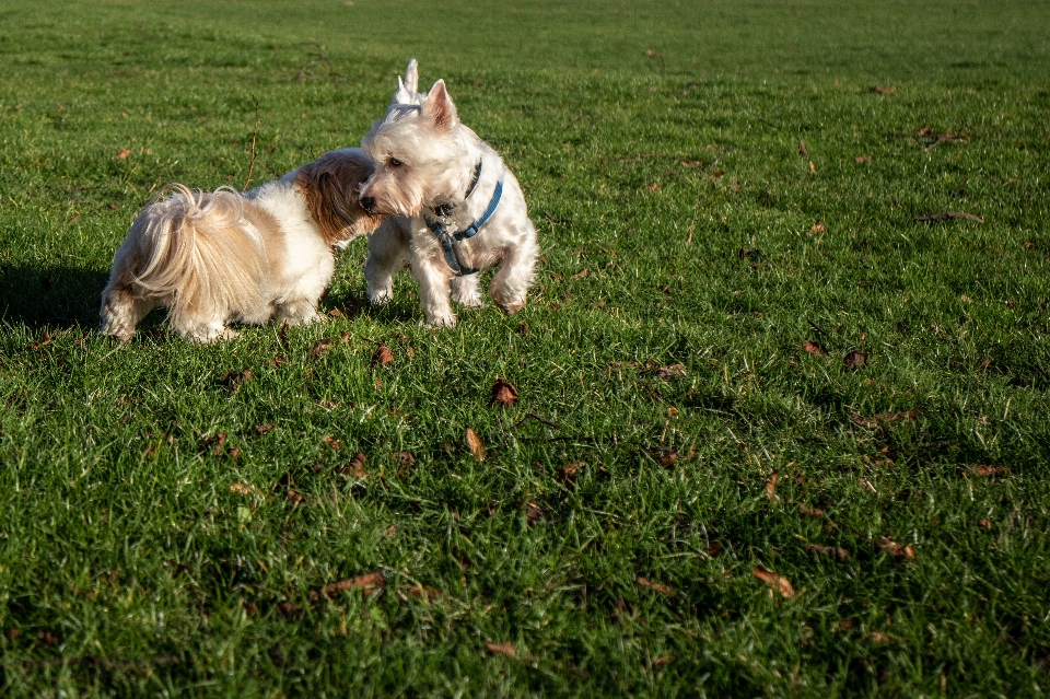 Westie
 shii tzu
 pies psy