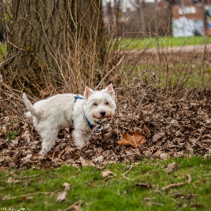 Foto Barat
 shii tzu
 anjing persahabatan
