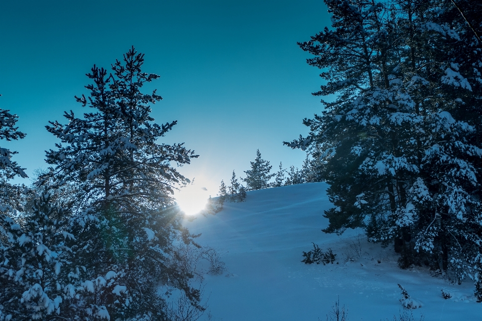 Foresta sole freddo pini