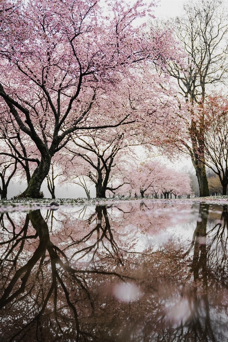 Arbre nature paysage naturel
 réflexion