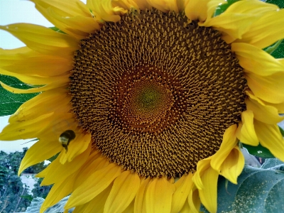 Girasol abejorro bumblebee sunflower Photo