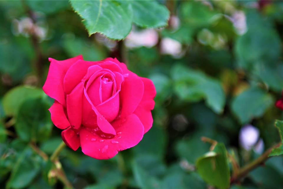 Rosa natureza primavera lindo