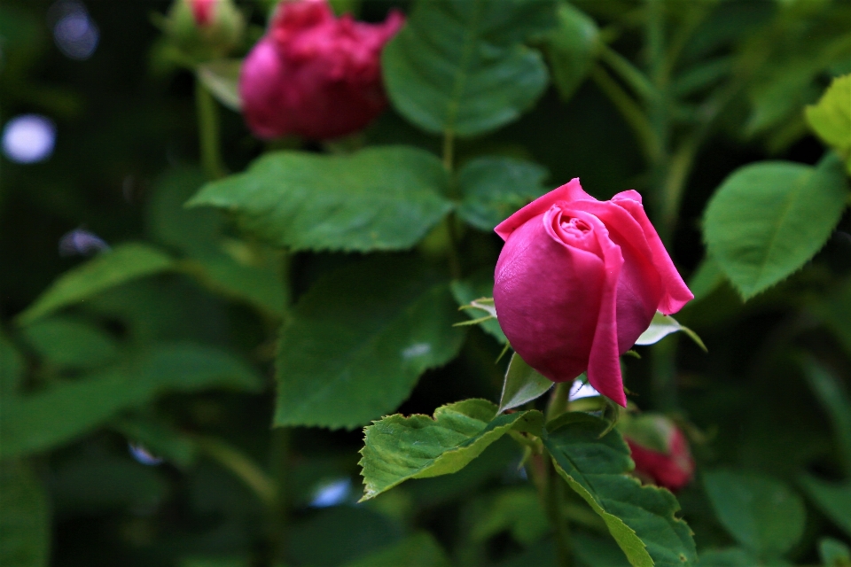 Rosa natura primavera bellissimo