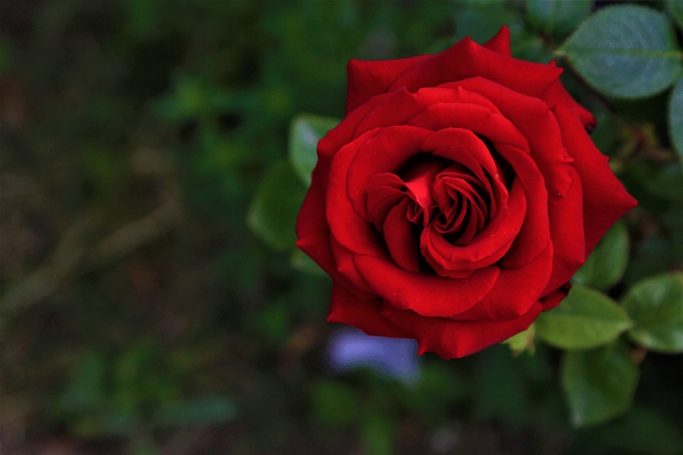 Rosa natureza primavera lindo