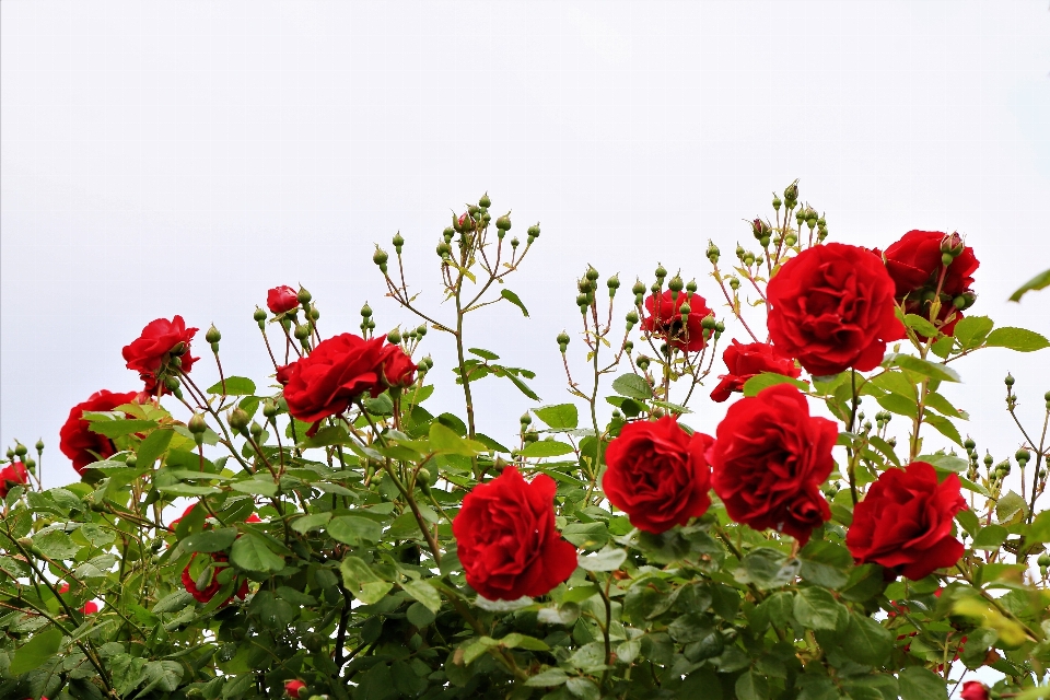 Rosa natureza primavera lindo