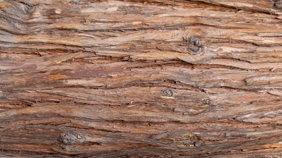 Kayu latar belakang pohon pinus
 belalai