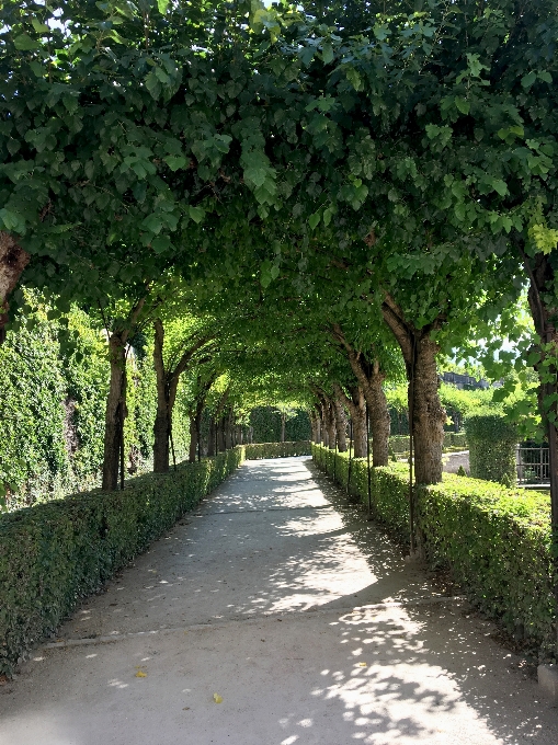 Park residence of wurzburg outdoor ivy