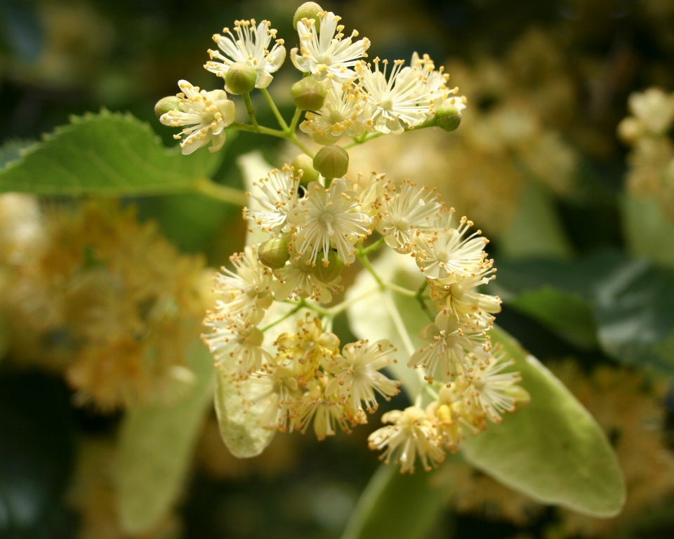 Linden pohon berbunga mekar