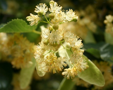 Linden tree flowering blossom Photo