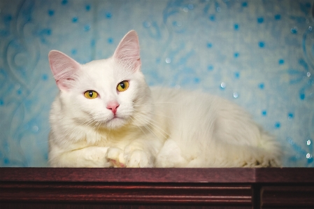 Foto Blanco gato bigote orejas de pata
