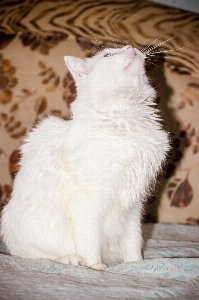 Foto Blanco gato bigote orejas de pata
