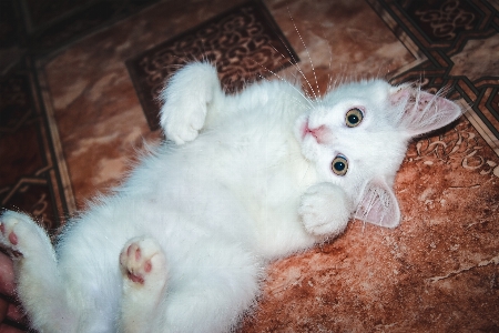 Foto Blanco gato bigote orejas de pata
