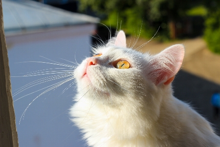 Foto Blanco gato bigote orejas de pata
