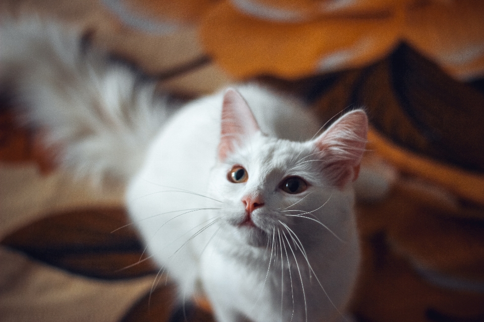 Blanco gato bigote orejas de pata
