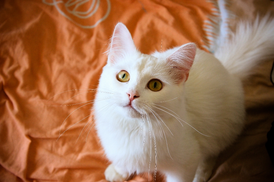 White cat mustache paw ears