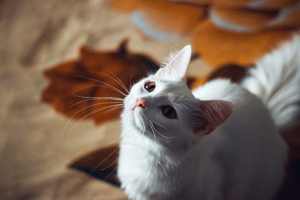 Branco gato bigode orelhas de pata
