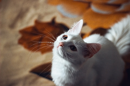 Foto Blanco gato bigote orejas de pata
