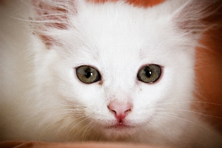 Foto Blanco gato bigote orejas de pata
