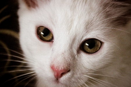 White cat mustache paw ears Photo