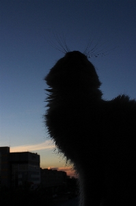 White cat mustache paw ears Photo