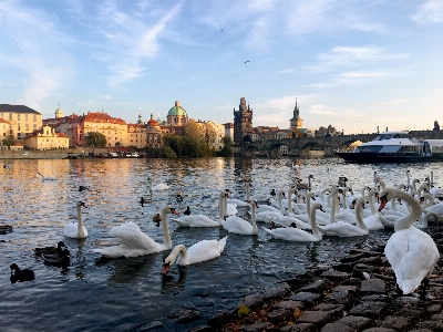 Swans river city embankment Photo