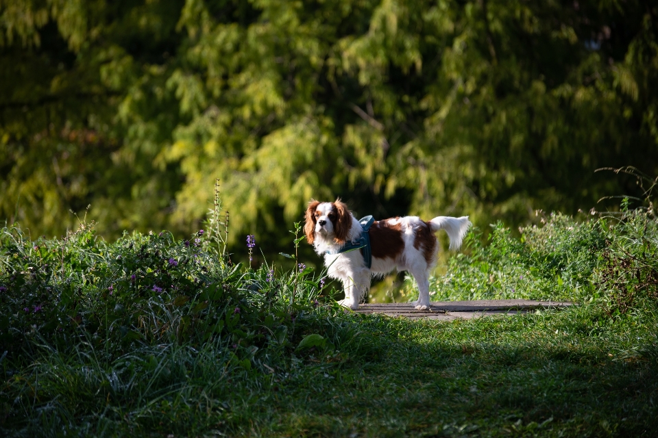 Cachorro rei cavalier spaniel
 animal canídeos
