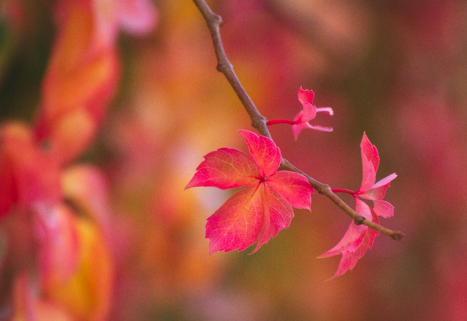 Autumn leaf flower pink