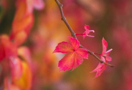 Autumn leaf flower pink Photo