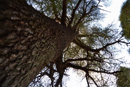 Tree forest sky woods Photo