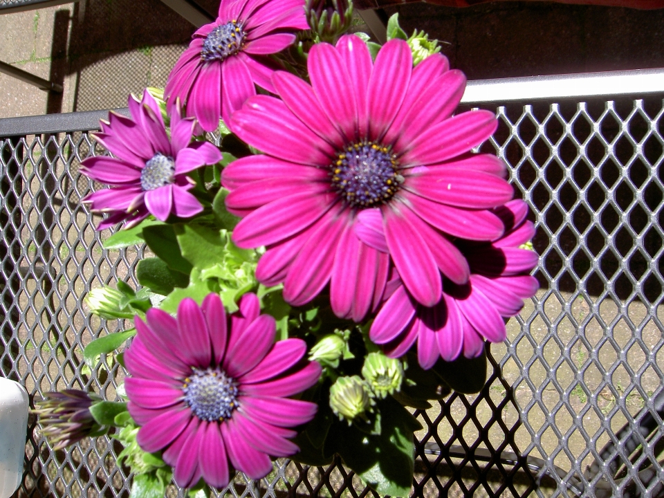 Flowers purple flower barberton daisy