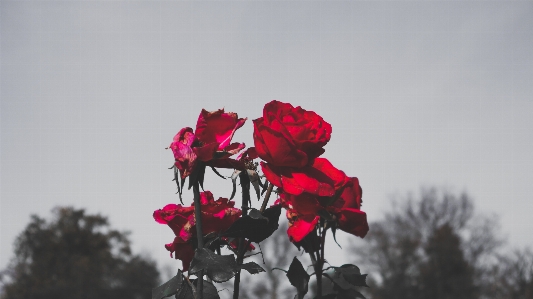 Rose flower pink red Photo