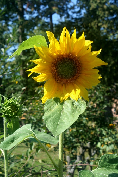 Flor girasol aldea naturaleza