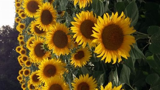 Sunflowers flower sunflower flowering plant Photo