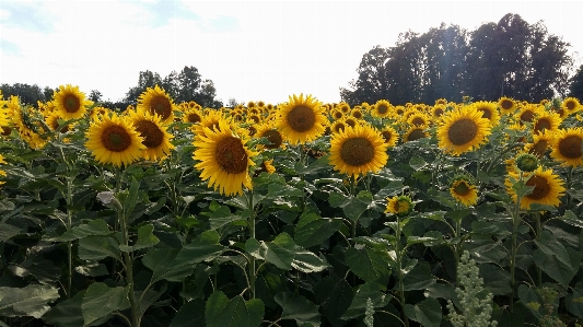 Sunflowers flower sunflower flowering plant Photo