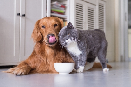 Foto Anjing kucing bertulang belakang
 mamalia