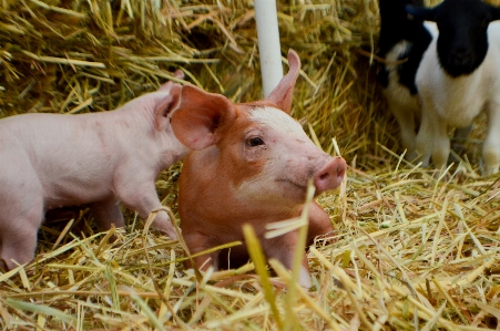 Foto Babi halaman pertanian
 hewan peternakan